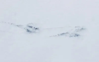 Следы животных на снегу - карточки Монтессори скачать | Следы животных,  Монтессори, Животные