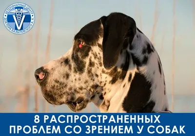 Фото слепоты у собак: максимально реалистичные изображения для вашего удовольствия