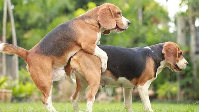 Великолепные фото с случкой собак: выбирайте размер и формат для скачивания