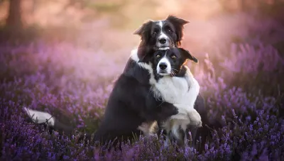 Фотографии с ласковой случкой собак: создайте стильные обои