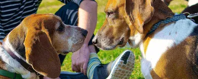 Фото с образцовой случкой собак: скачать бесплатно отличные картинки