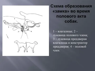 Фото случки собак: выбирайте великолепные фоны для обоев