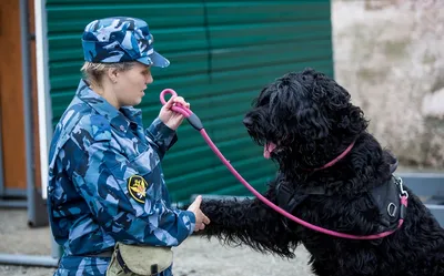 Удивительные фотографии служебных собак: Выбор формата