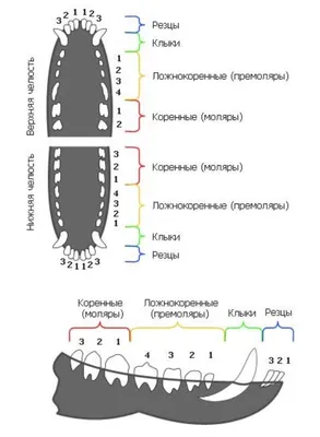 Смена зубов у собак фотографии