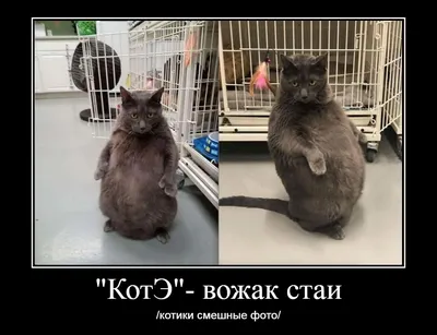 Смешные демотиваторы про котов, котэ и котищ (60 фото)