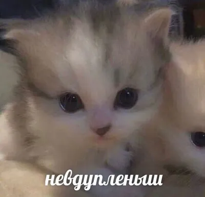 Дрессированный кот Вася, смешные видео с котами, кот говорит «мяу» - 29 мая  2022 - НГС24