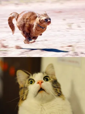 20 самых смешных мемов с котами, нарисованные акварелью в стиле \"до и после\"