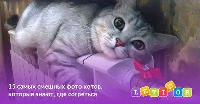Смешные коты декабрь 2022 - Мемы и видео с котами из ТикТок - Телеграф