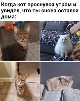 Кота с текстом - картинки и фото koshka.top