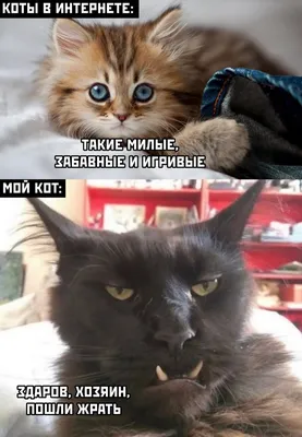 Смешные, позитивные фото кошек. Коты, которые рассмешат каждого 😂.  Интересная информация про кошек | Все про кошек | Дзен