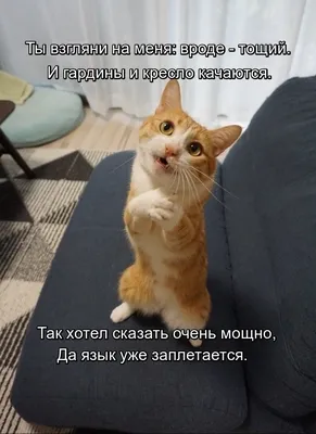 Коты и Кошки прикольные смешные картинки - ФУДИ