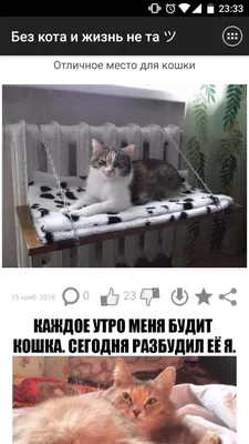 Смешные фото котов приколы, 50 фоток с домашними пушистиками