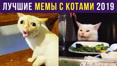 Коты и собаки Смешные коты постер