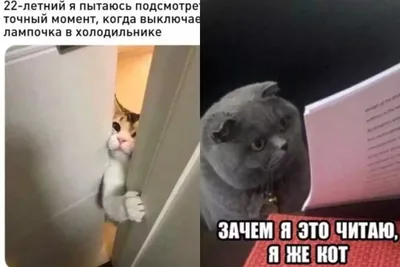 Коты и собаки Смешные коты повара постер