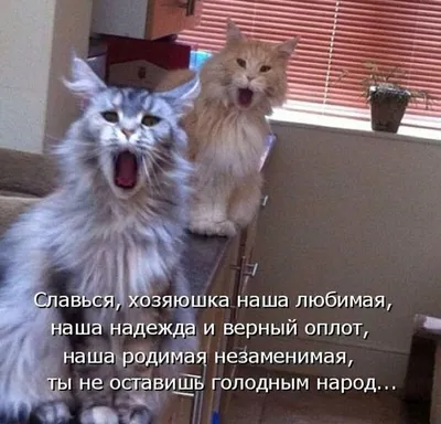 Смешные картинки котов и кошек с надписью фотографии