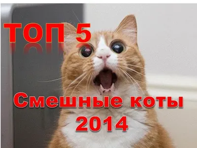 Картина на холсте Смешные коты забавный кот животные (10) 30х40 см - купить  по низкой цене в интернет-магазине OZON (1165568287)