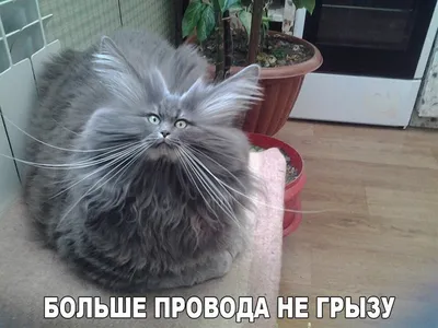 Смешные коты/ Funny cats