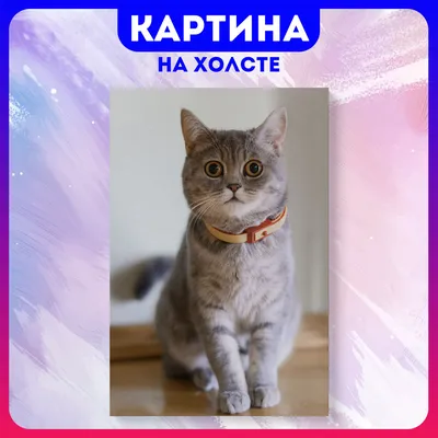 ТОП 5. Смешные коты