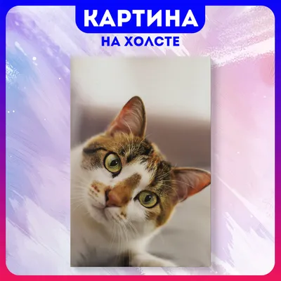 Картина на холсте Смешные коты забавный кот животные (9) 30х40 см - купить  по низкой цене в интернет-магазине OZON (1165568873)