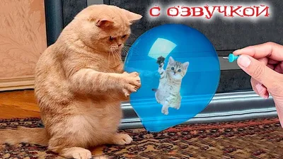 смешные коты: Группа Ни дня без кошки!