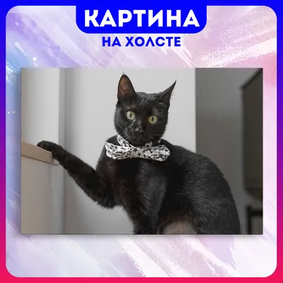 Приколы с котами с озвучкой! Смешные коты! Смешные животные 2023! funny  animals! - YouTube