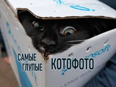 Смешные Коты Кот Отдыхает - Бесплатное фото на Pixabay - Pixabay