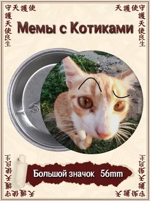 Смешные коты (60 фото)