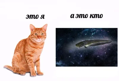 Смешные коты (60 фото) | Смешные кошки, Смешные фото кошек, Смешно