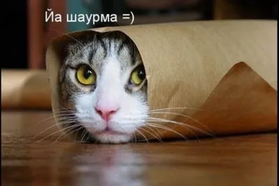 ПРИКОЛЫ С ЖИВОТНЫМИ ДО СЛЕЗ / Смешные КОТЫ 2021 / Приколы с КОТАМИ / Funny  ANIMALS video #20 - YouTube