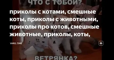 ТОП 5 ОЧЕНЬ СМЕШНЫХ КОТОВ | Сумасшедшие кошки, Кошки и котята, Смешные  животные