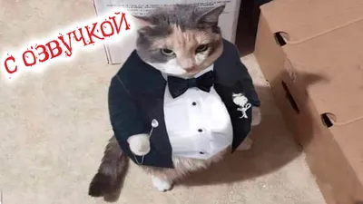 Картина на холсте Смешные коты забавный кот животные (6) 30х40 см - купить  по низкой цене в интернет-магазине OZON (1165568765)