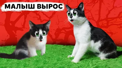 Смешные коты закрывают вверх Стоковое Фото - изображение насчитывающей  ангстрома, отечественно: 115307624