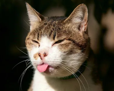 Смешные коты/ Funny cats - Это была последняя капля, готовься к страшной  мести. | Facebook