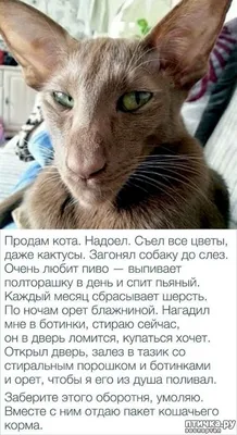 самые смешные коты | все обо всем | Дзен