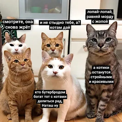 Коты 2022 смешные котики. Приколы с котами до слез. Funny cats tiktok  2022-2021 - YouTube