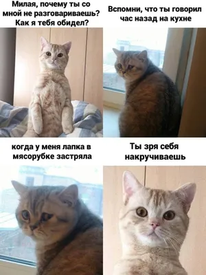 Смешные коты (60 фото) | Смешные кошки, Смешные фото кошек, Смешно