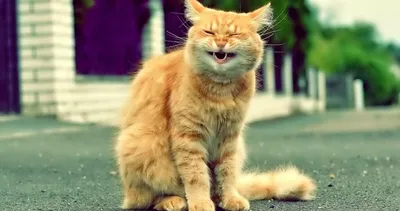 Смешные коты, которые поднимают настроение # 119 | Котята, Животные, Кошки