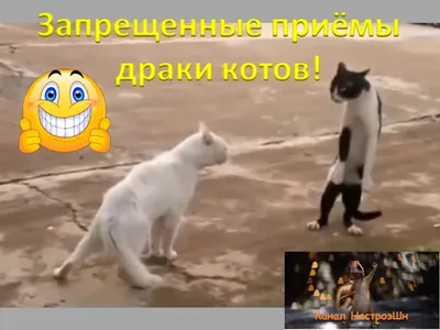 Приколы года! Смешные коты и кошки! | НастроэШн | Дзен