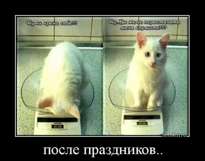 Прикольные коты