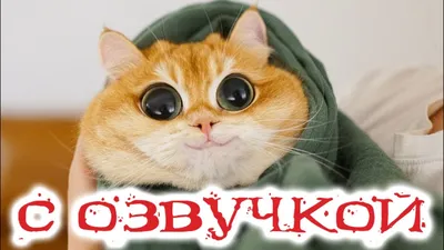 Приколы с котами! Смешные коты с ОЗВУЧКОЙ! СМЕШНЫЕ ЖИВОТНЫЕ 2022! Тест на  психику – Доми шоу - YouTube