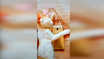 Смешные Животные 😁😂🤣 Смешные КОТЫ 😹😹😹 Funny Animals 🦇🐅🦔 Funny CATS  👍 ------------------------------------------- #прикольныевидео, #приколы…  | Instagram