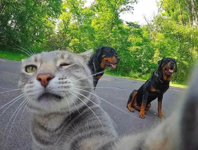 Красочные картинки смешных кошек и собак в формате jpg