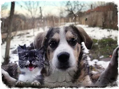 Веселые фото кошек и собак, чтобы украсить свой монитор