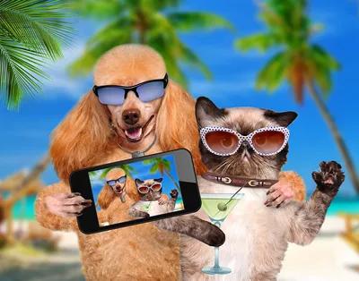 Изображения собак и кошек, созданные для смеха и улыбок