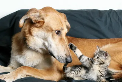 Смешные фотографии кошек и собак, чтобы поднять настроение