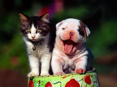 Яркие изображения смешных собак и кошек для обоев