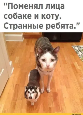 Фото с невероятно смешными кошками и собаками