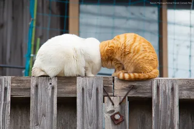 Фото смешных моментов из жизни кошек и собак