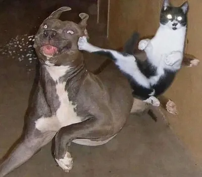 Скачать бесплатные фото смешных собак и кошек