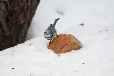 Comedy Wildlife Photography Awards 2021: смешные животные